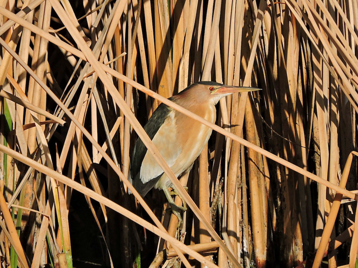 Little Bittern - ML617933136