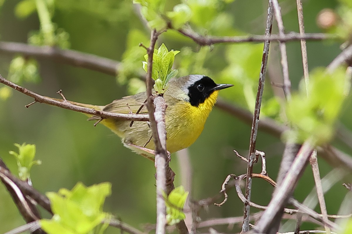 Common Yellowthroat - ML617933142