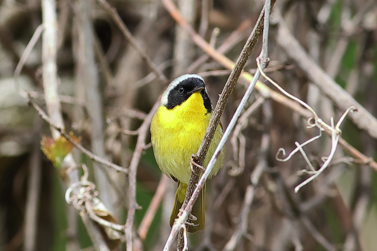 Common Yellowthroat - ML617933144