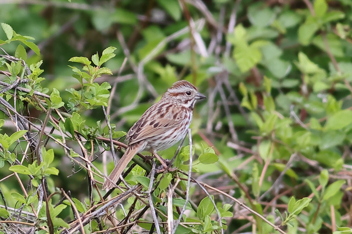 Song Sparrow - ML617933148