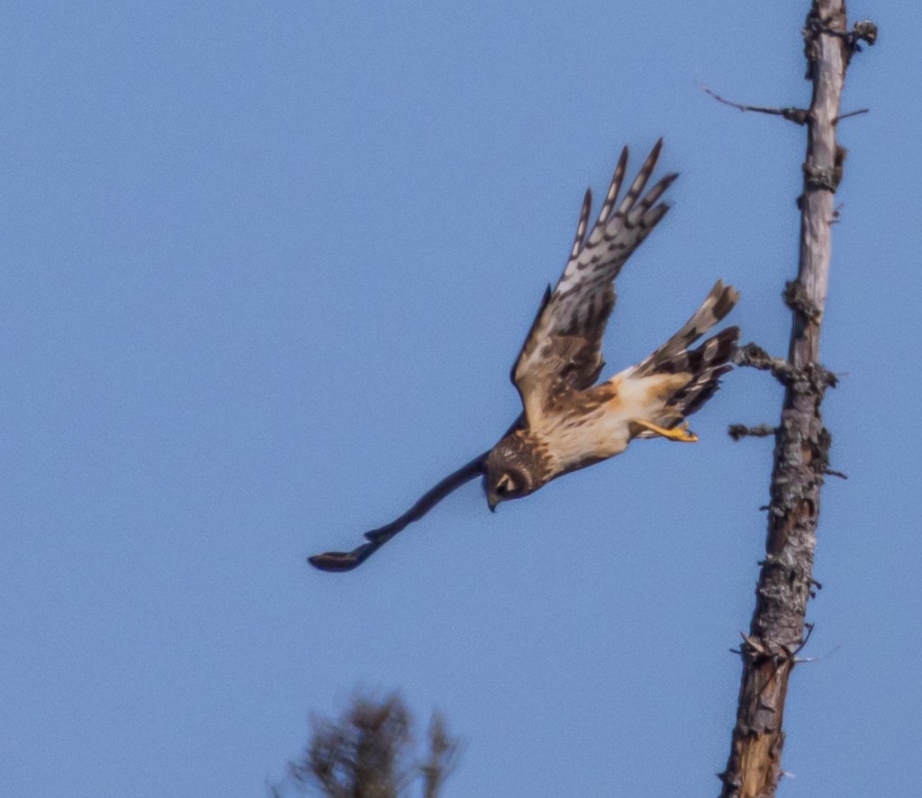 Northern Harrier - ML617933177