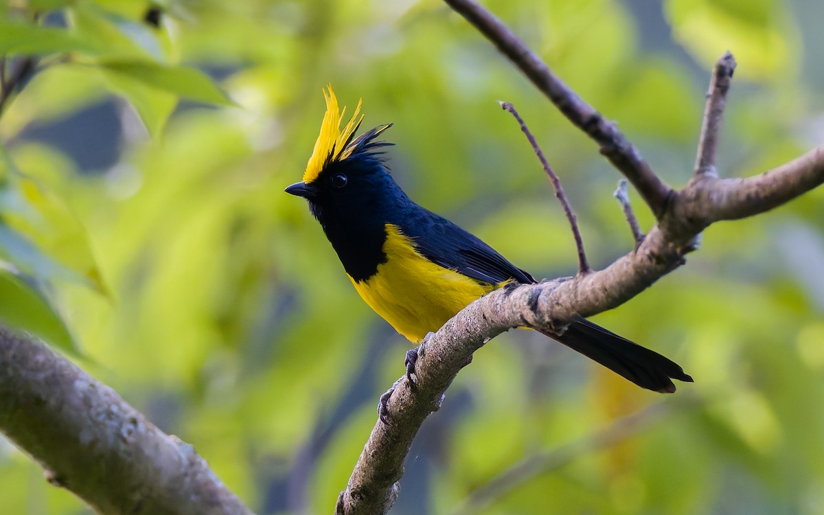 Sultan Tit (Yellow-crested) - ML617933198