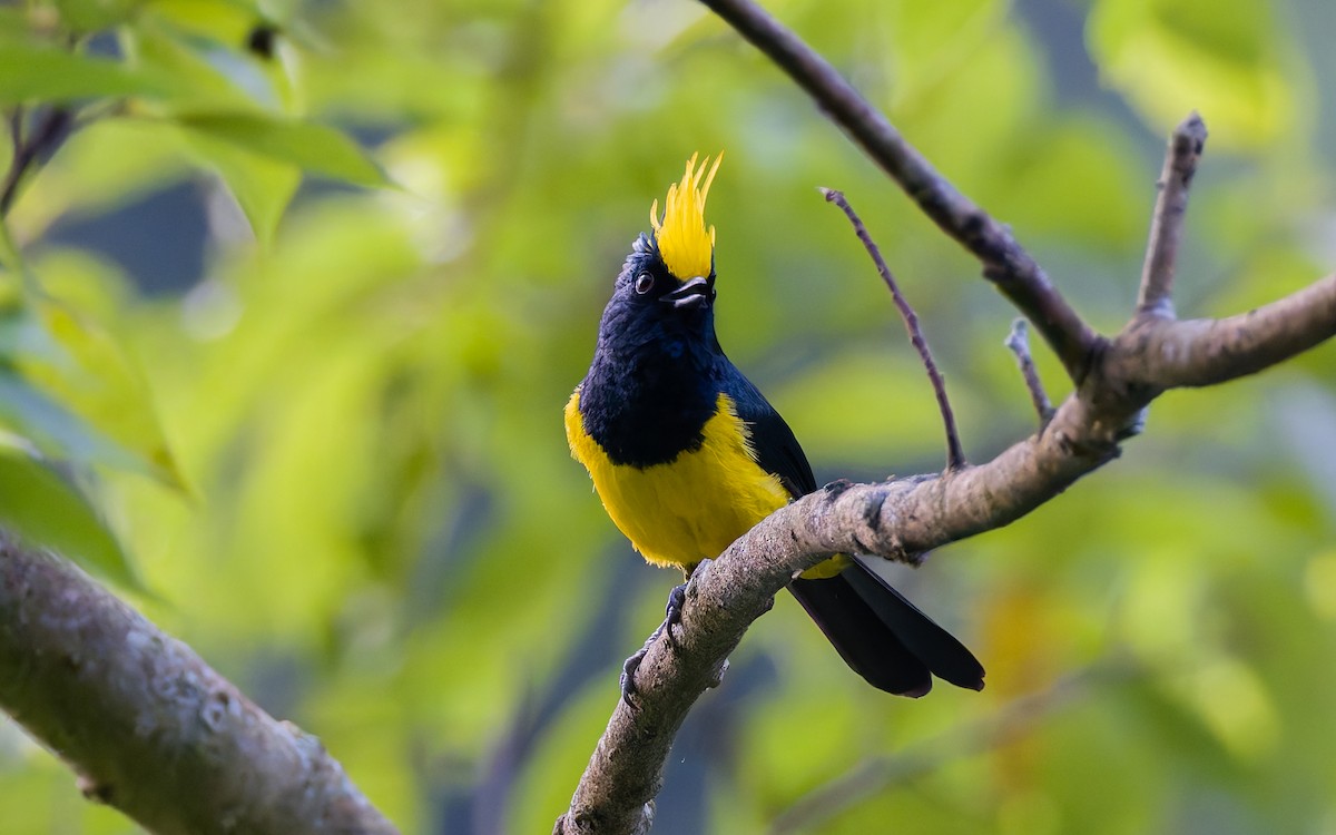 Sultan Tit (Yellow-crested) - ML617933211