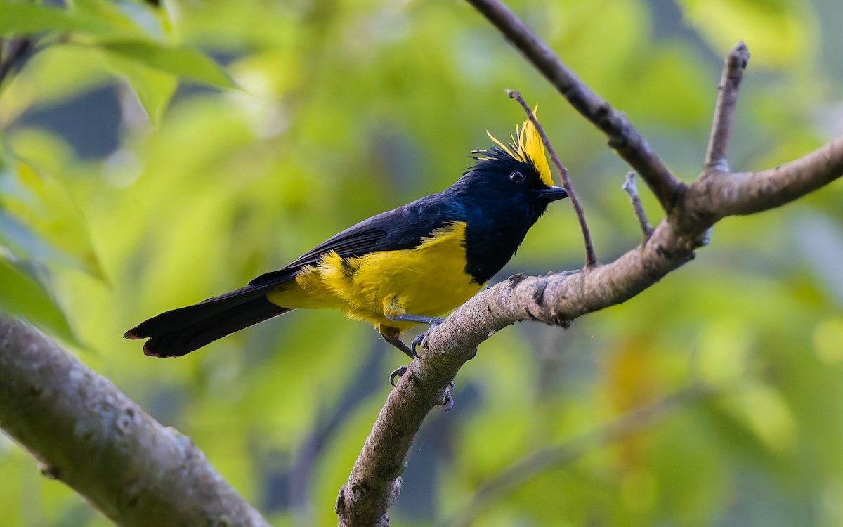 Sultan Tit (Yellow-crested) - Peter Kennerley