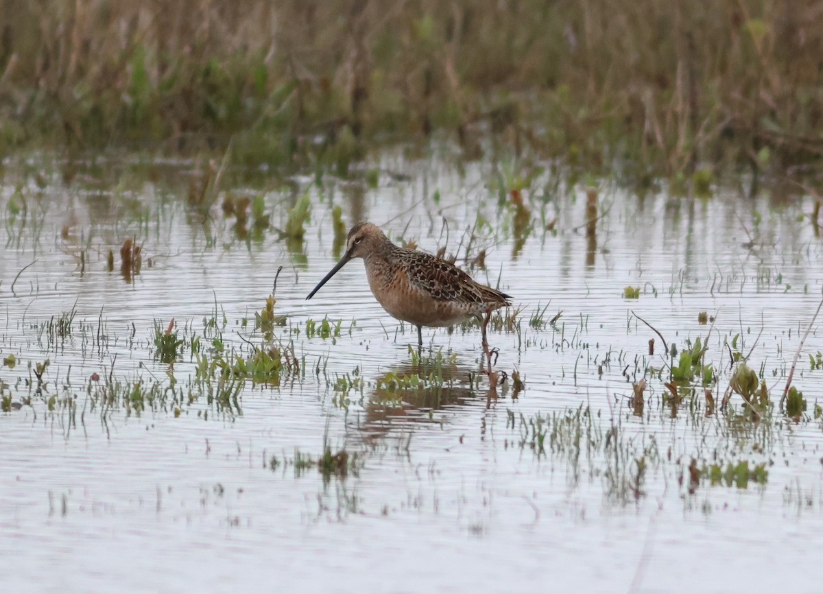 Long-billed Dowitcher - Jason Bojczyk