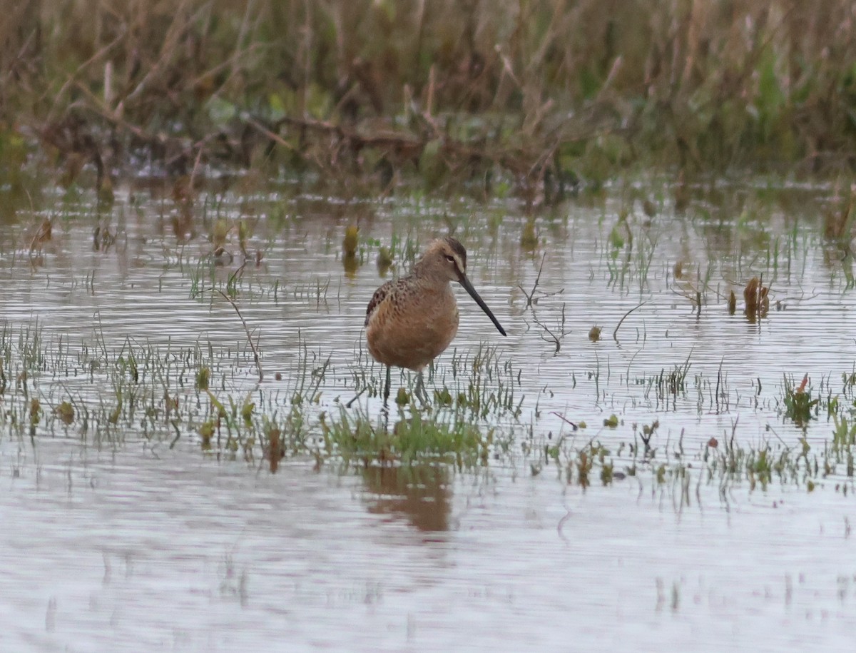 Long-billed Dowitcher - Jason Bojczyk