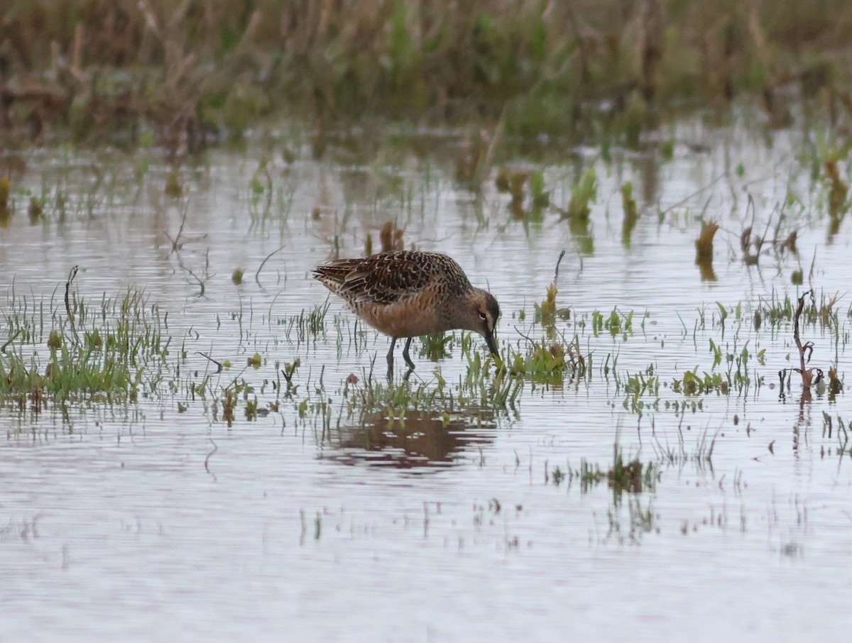 Long-billed Dowitcher - Jason Bojczyk