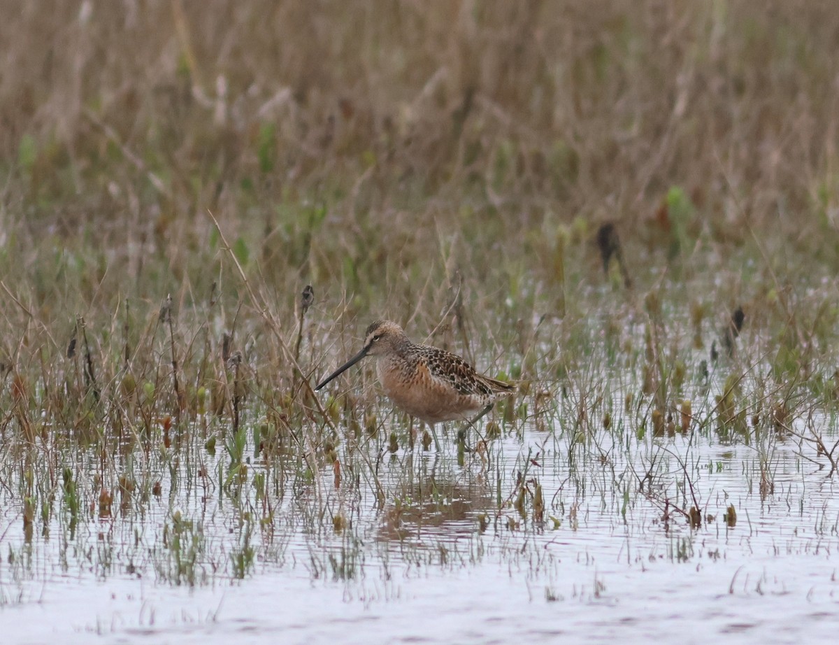 Long-billed Dowitcher - Jason Bojczyk