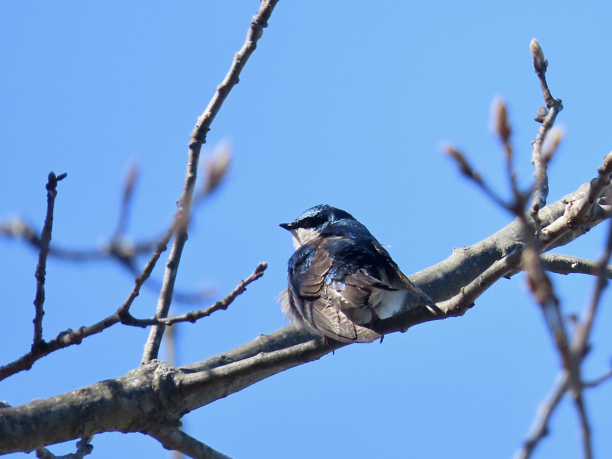 Golondrina Bicolor - ML617933249