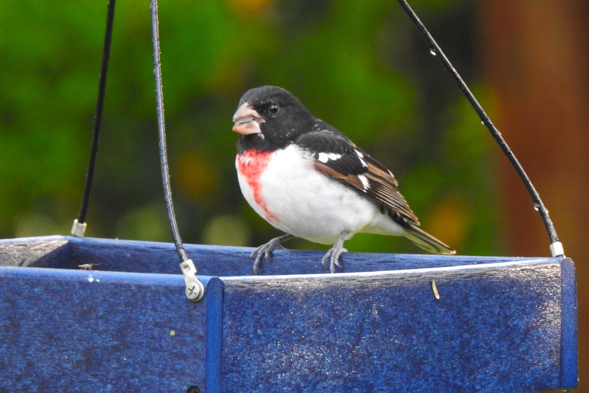 Rose-breasted Grosbeak - ML617933294