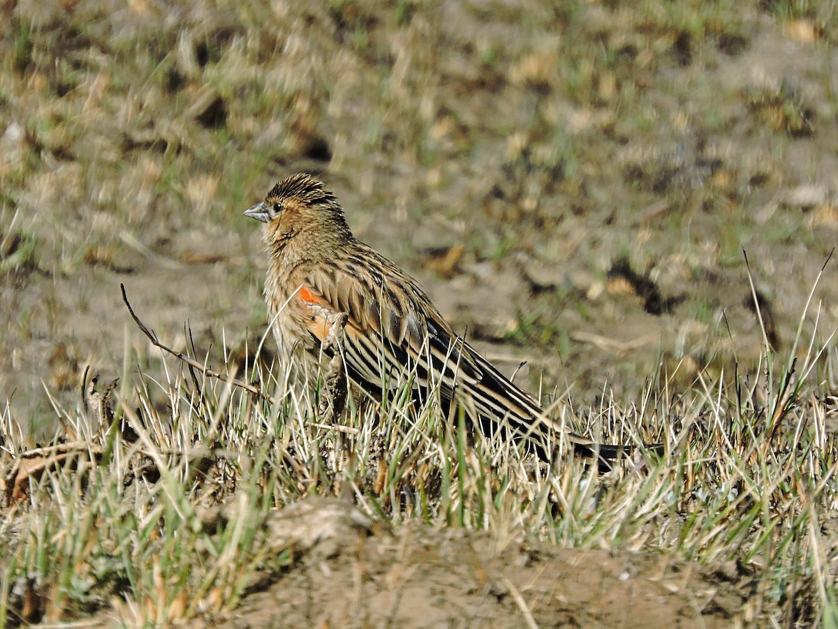 Long-tailed Widowbird - ML617933297