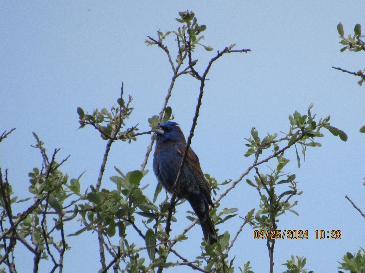 Blue Grosbeak - ML617933306