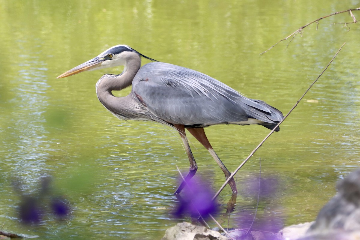 Great Blue Heron - ML617933318