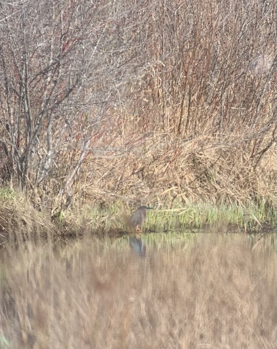 Green Heron - Jon P. Ruddy