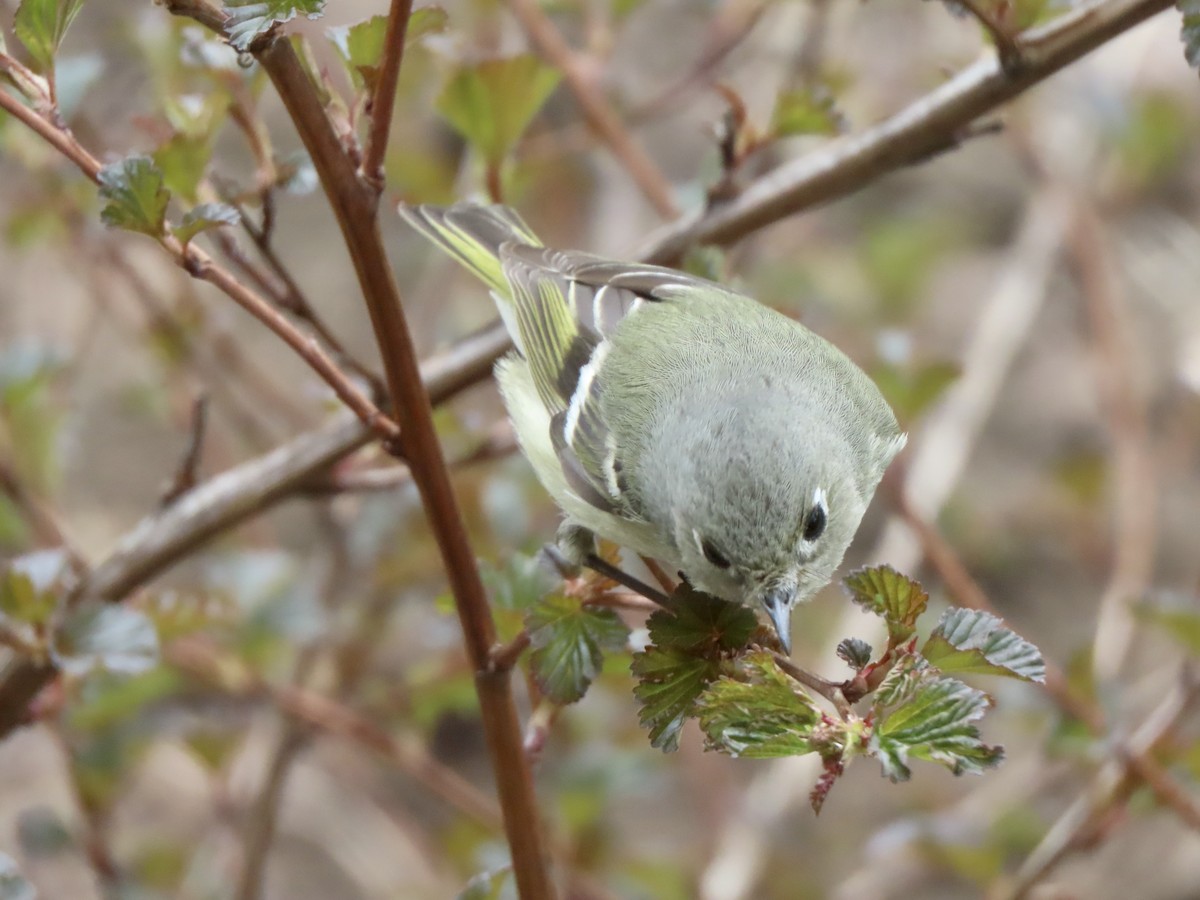 Roitelet à couronne rubis - ML617933351