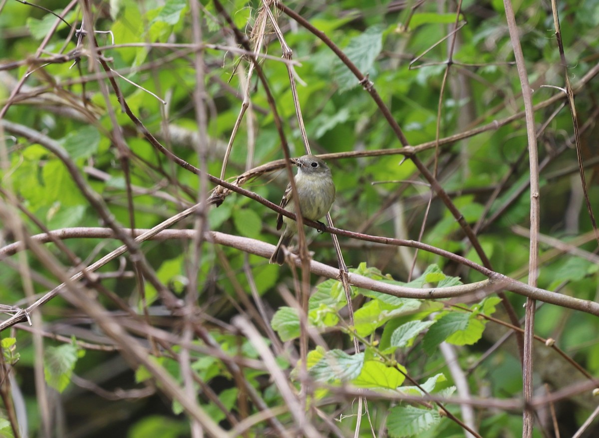 Dusky Flycatcher - ML617933360