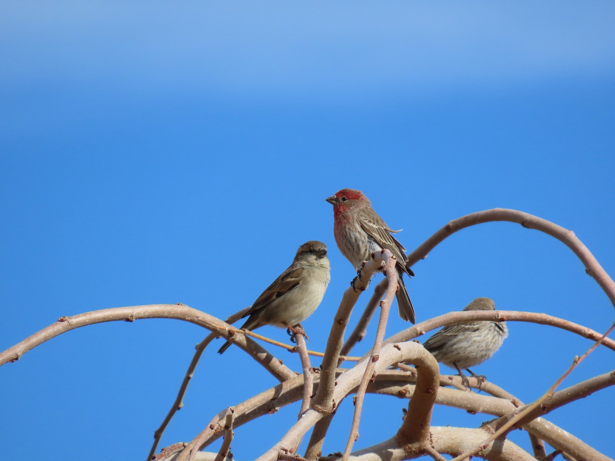 House Finch - ML617933362
