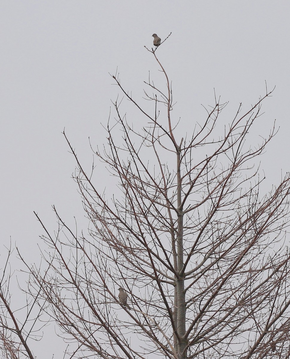 Townsend's Solitaire - ML617933365