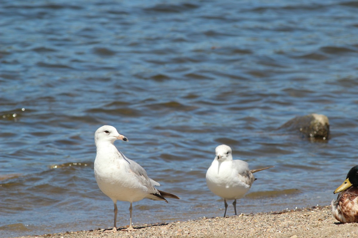 Ring-billed Gull - ML617933391