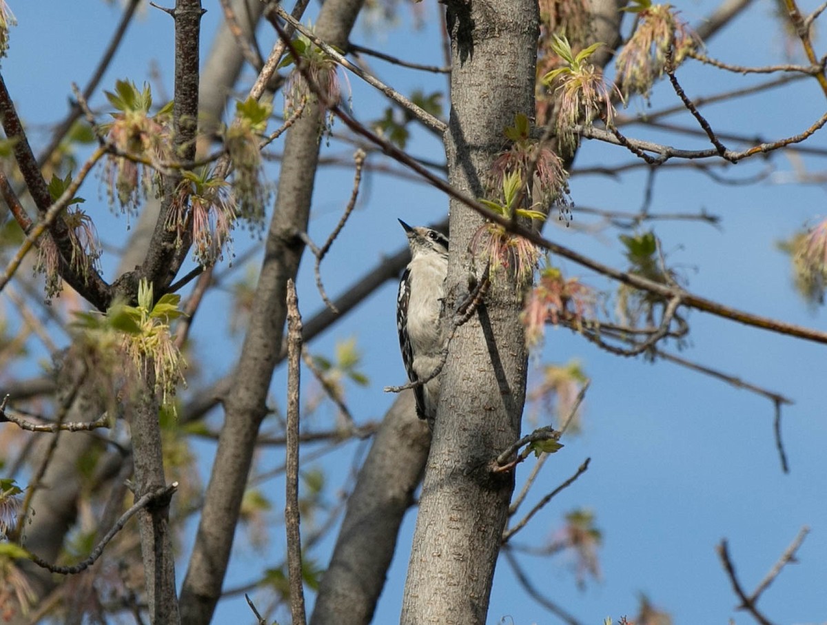 Downy Woodpecker - ML617933399