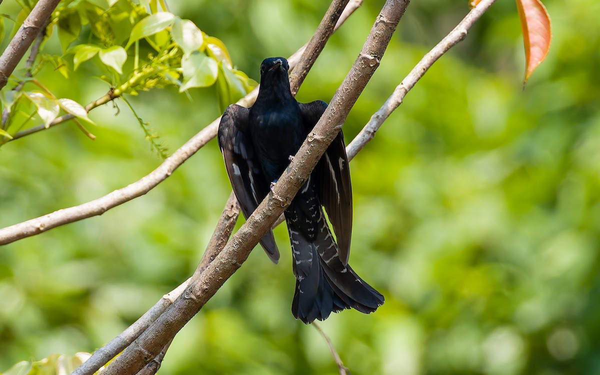 Square-tailed Drongo-Cuckoo - Peter Kennerley