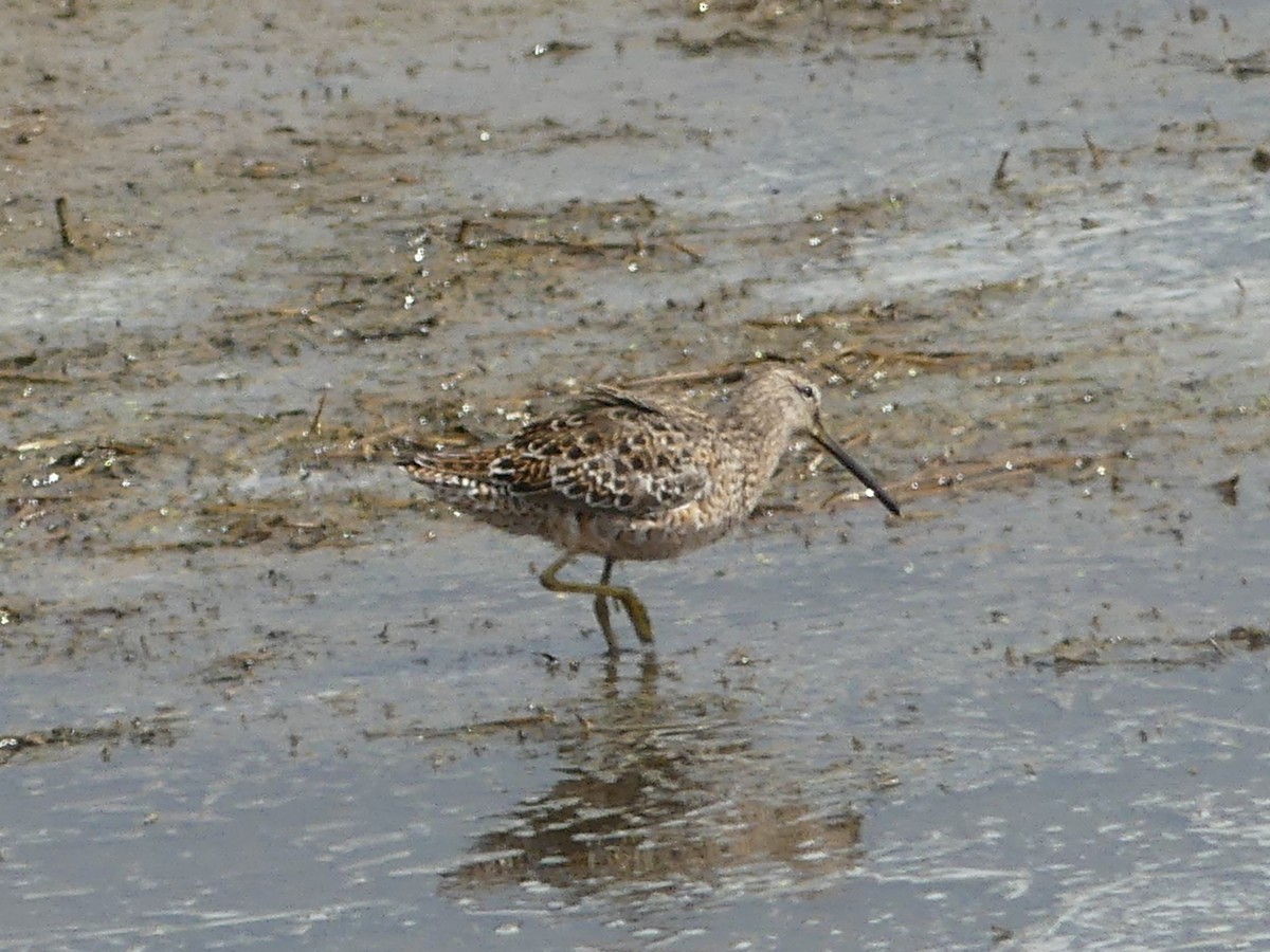 Long-billed Dowitcher - ML617933471