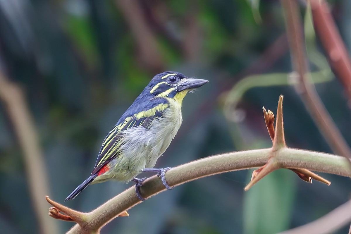 Kırmızı Belli Cüce Barbet - ML617933483