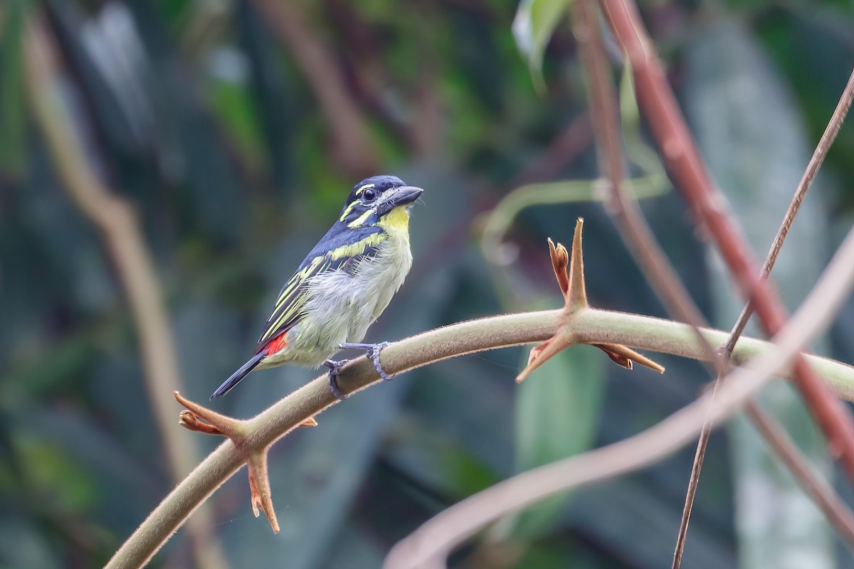 Kırmızı Belli Cüce Barbet - ML617933484