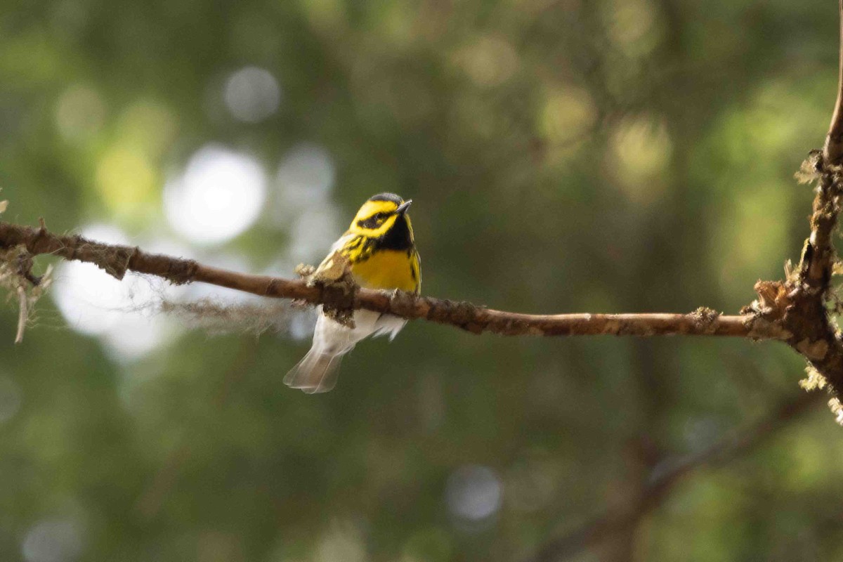 Townsend's Warbler - ML617933525