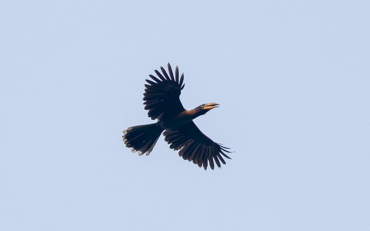 Brown Hornbill - Peter Kennerley