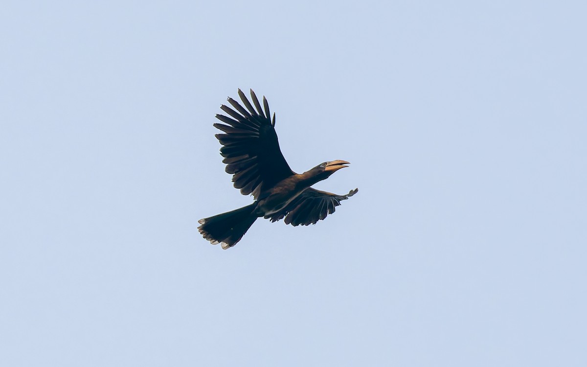 Brown Hornbill - ML617933531