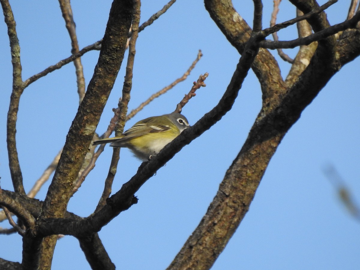 Blue-headed Vireo - Ron Marek