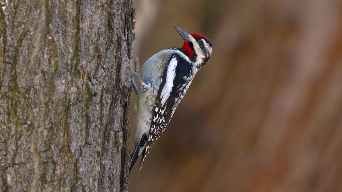 Yellow-bellied Sapsucker - ML617933535