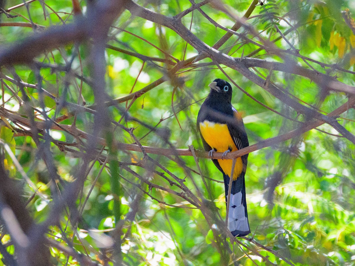 Black-headed Trogon - Dave Dorn