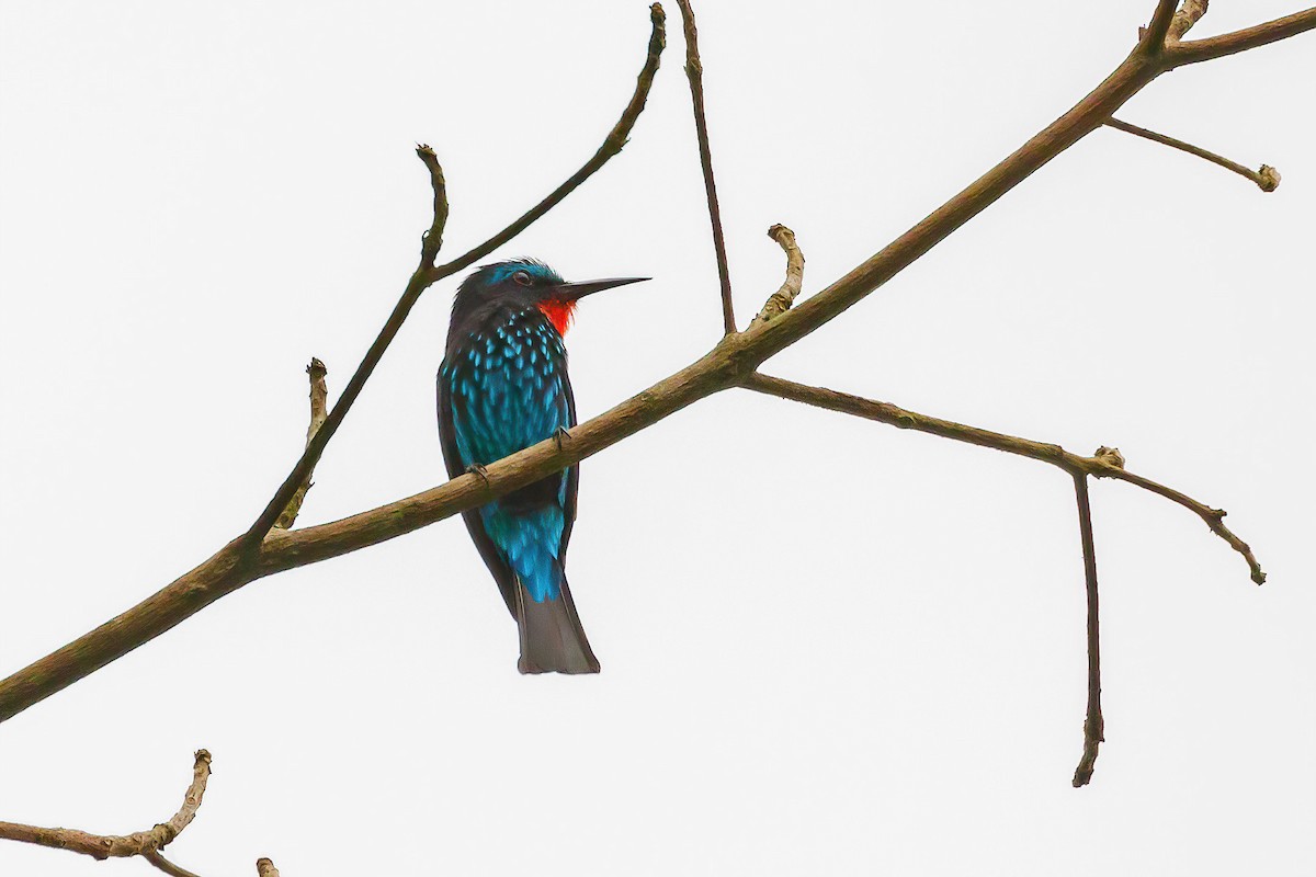 Black Bee-eater - Jeanne Verhulst