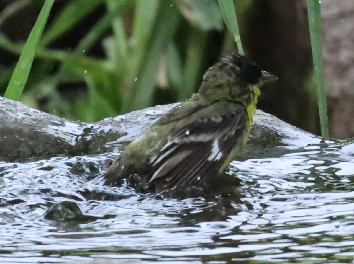 Lesser Goldfinch - ML617933573