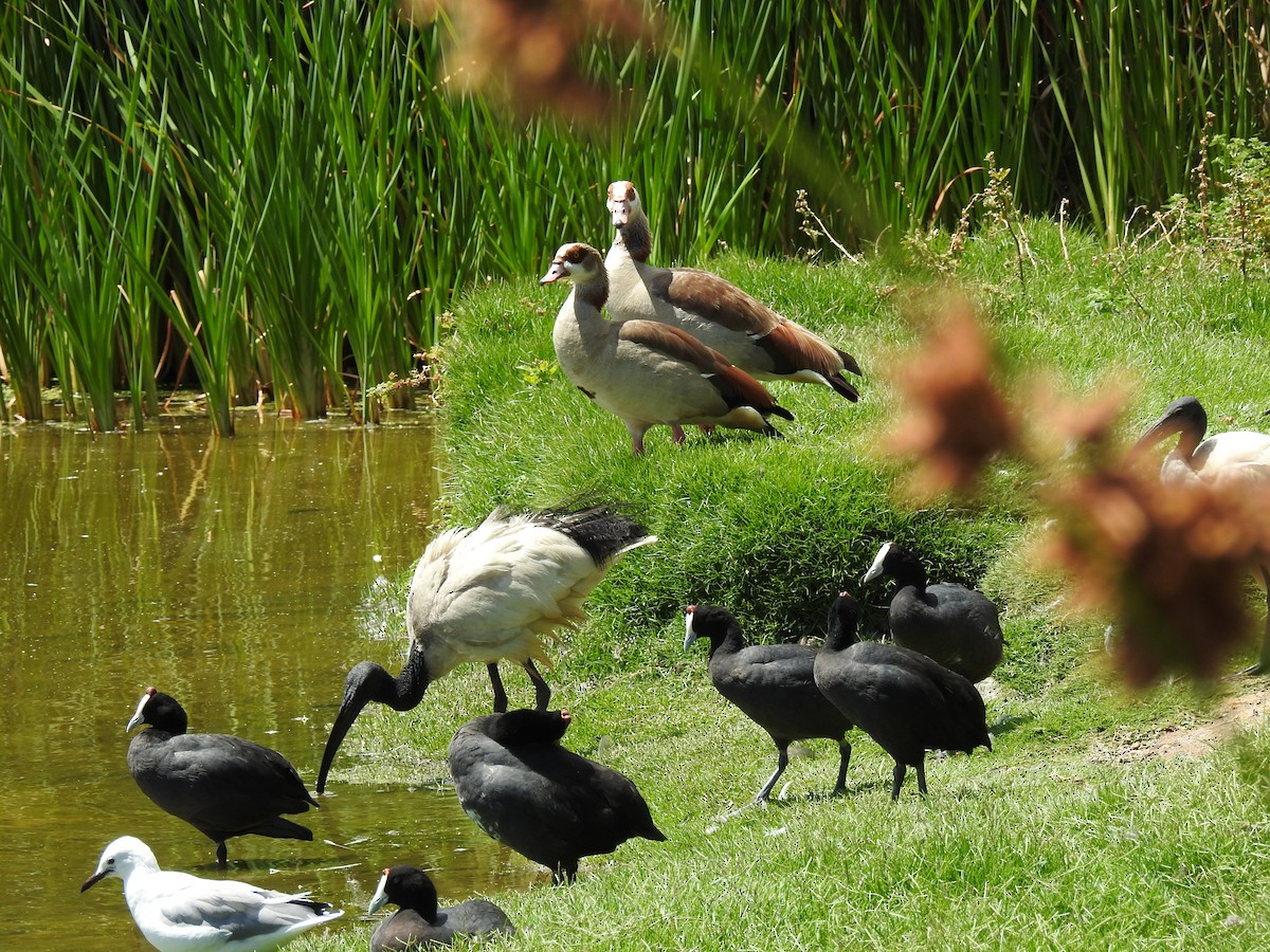 Egyptian Goose - ML617933592