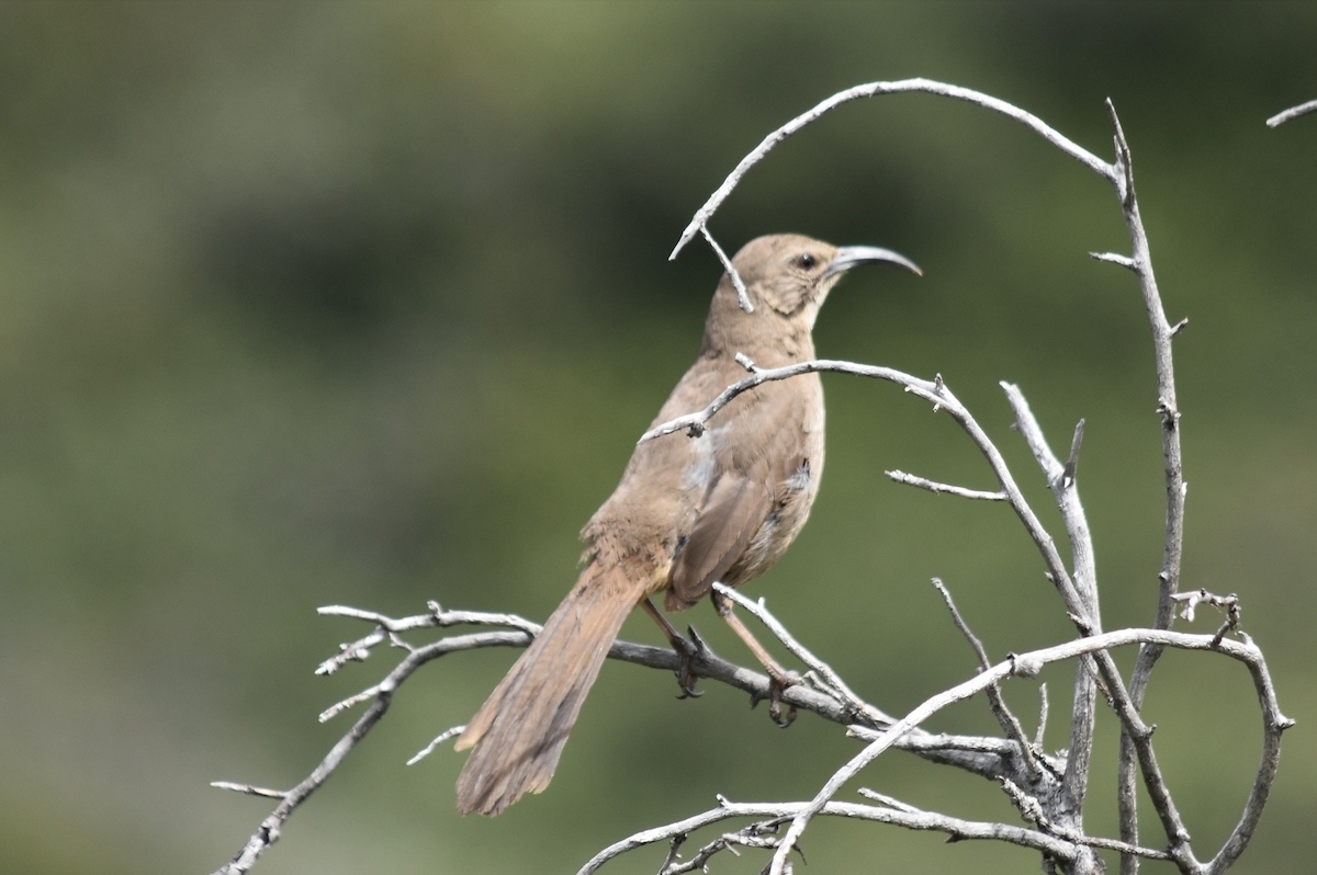 California Thrasher - ML617933651