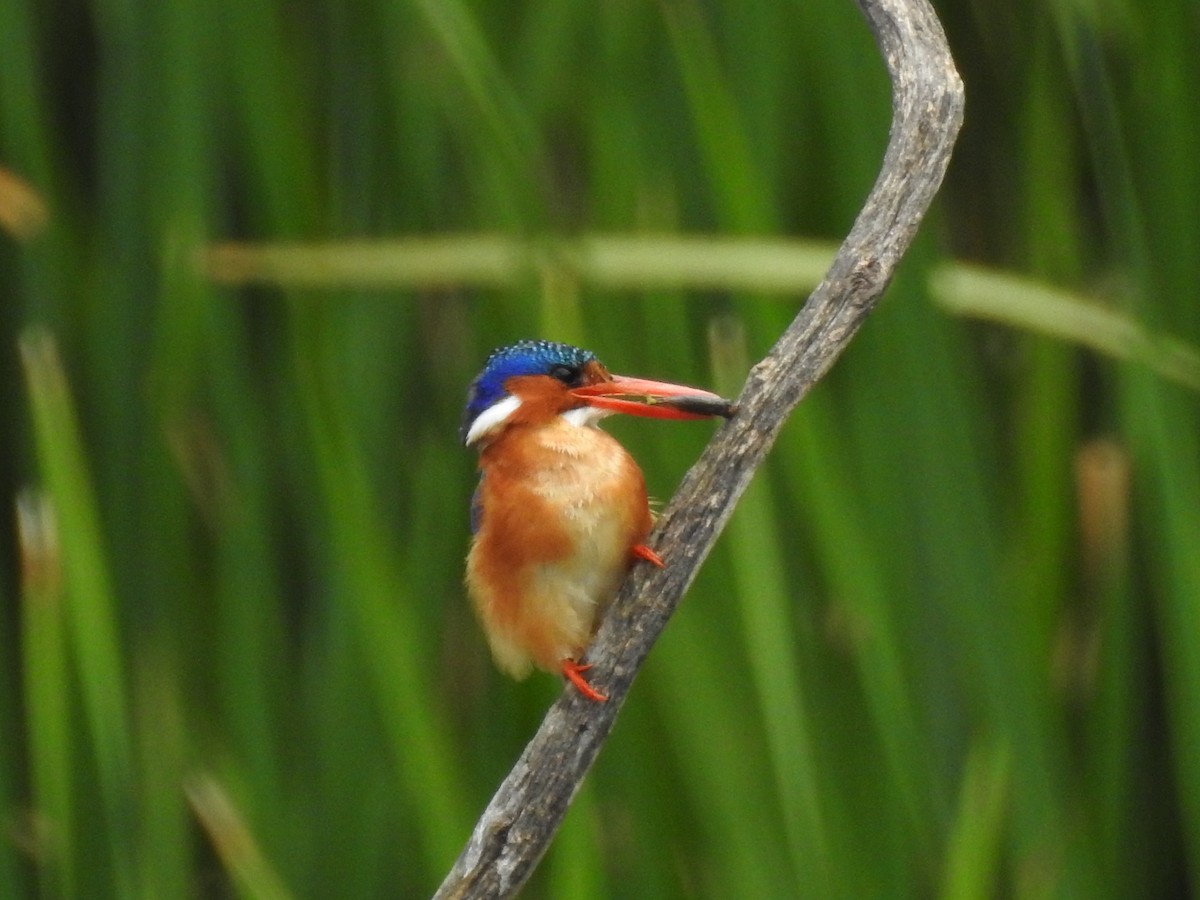 Malachite Kingfisher - ML617933656