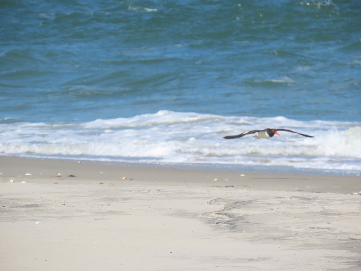 American Oystercatcher - ML617933680