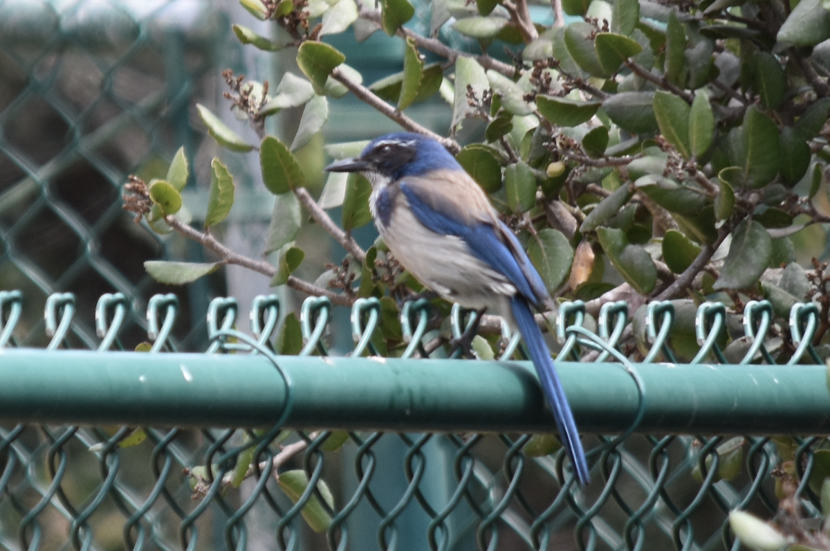 California Scrub-Jay - ML617933683