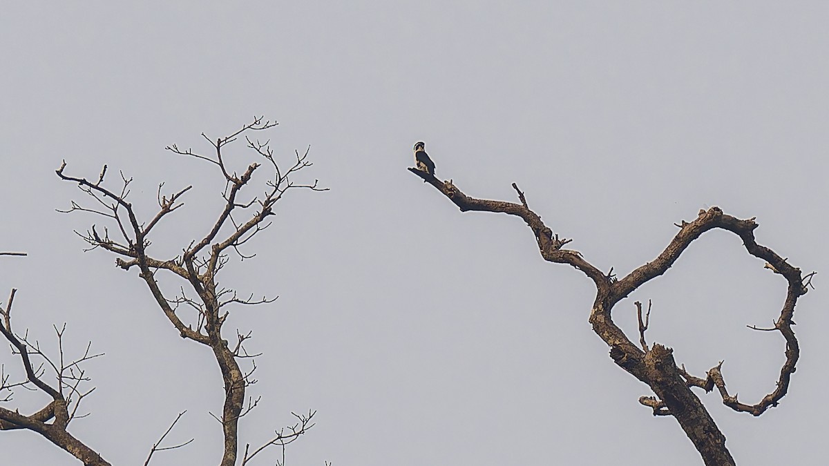 Pied Falconet - Peter Kennerley