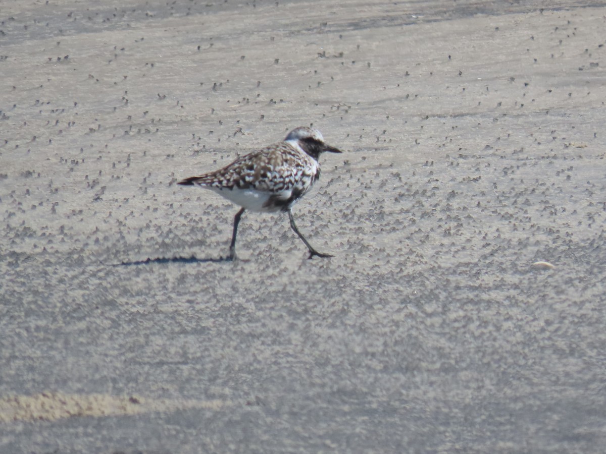 Black-bellied Plover - Michael  Moss