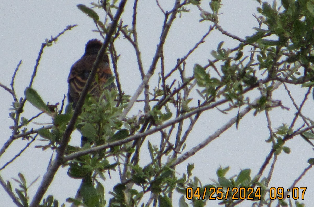 Blue Grosbeak - ML617933717