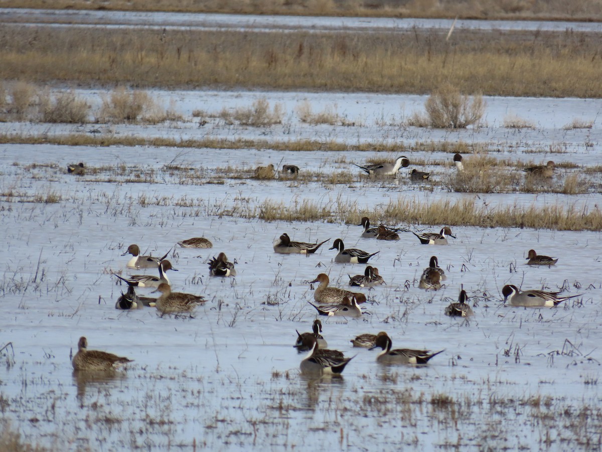 Northern Pintail - ML617933749