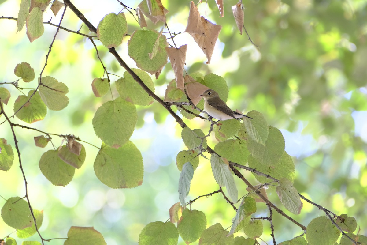 Red-breasted Flycatcher - ML617933790