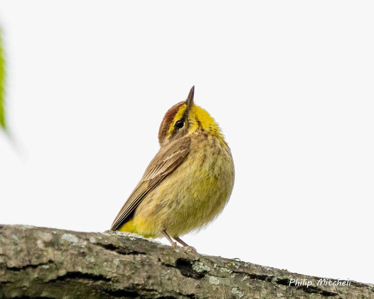 Palm Warbler (Yellow) - Philip Mitchell