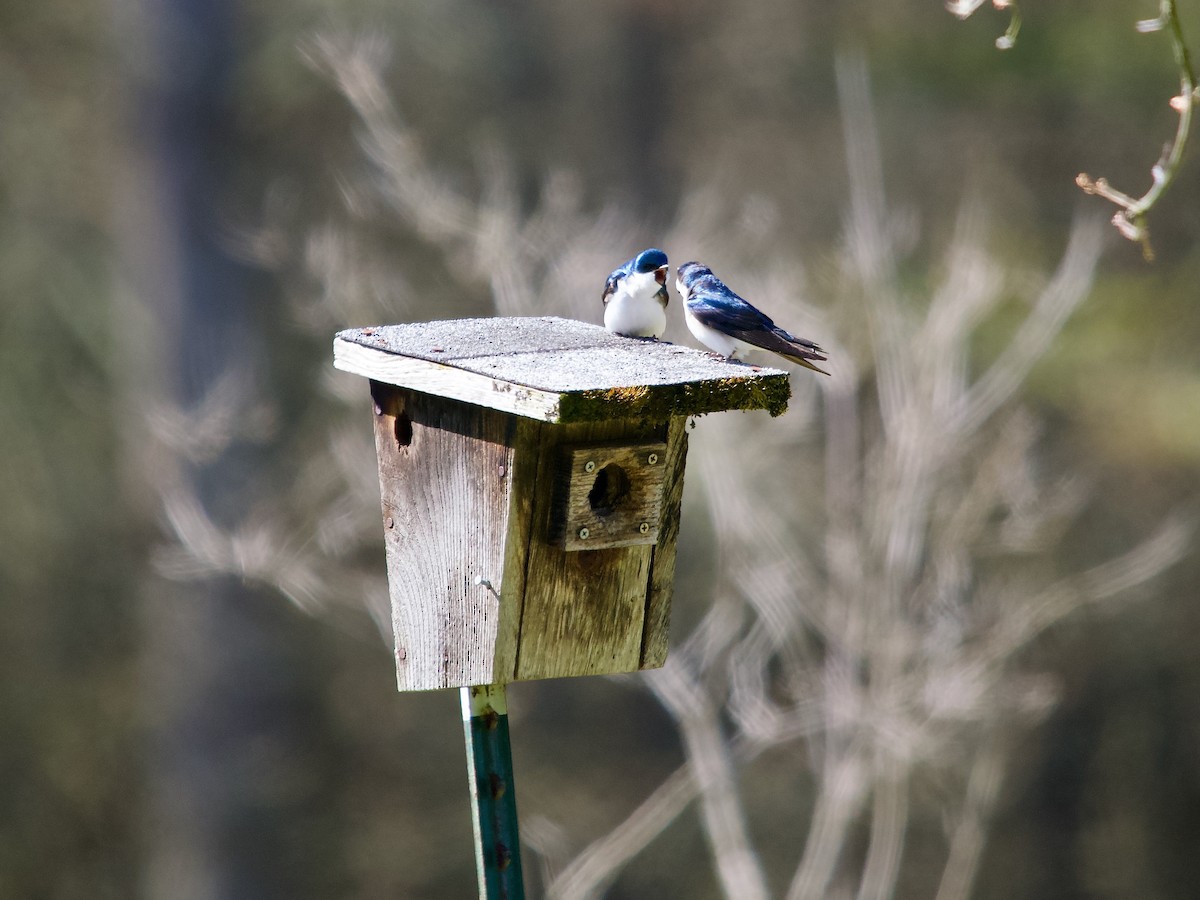 Golondrina Bicolor - ML617933824