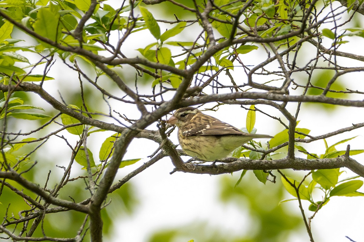 Rose-breasted Grosbeak - ML617933836