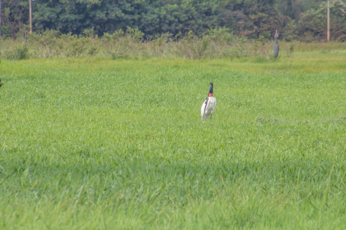 Jabiru - ML617933904